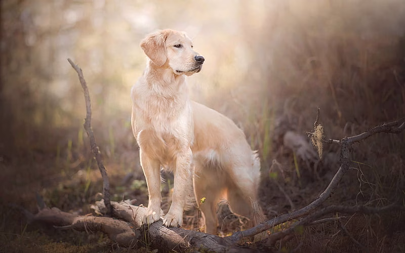 Golder Retriever