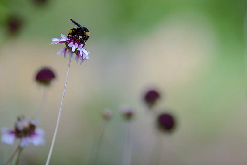 Bumblebee