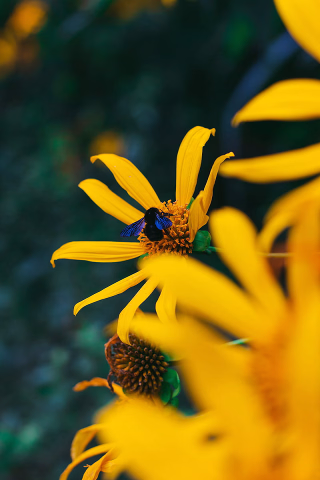 HD-wallpaper-flower-bumblebee-insect-yellow-petals