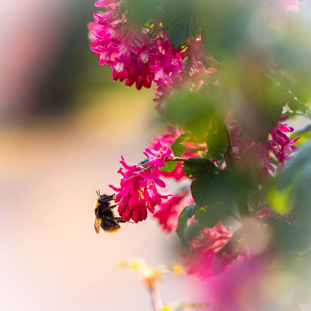 HD-wallpaper-flowers-bumblebee-pollen-macro