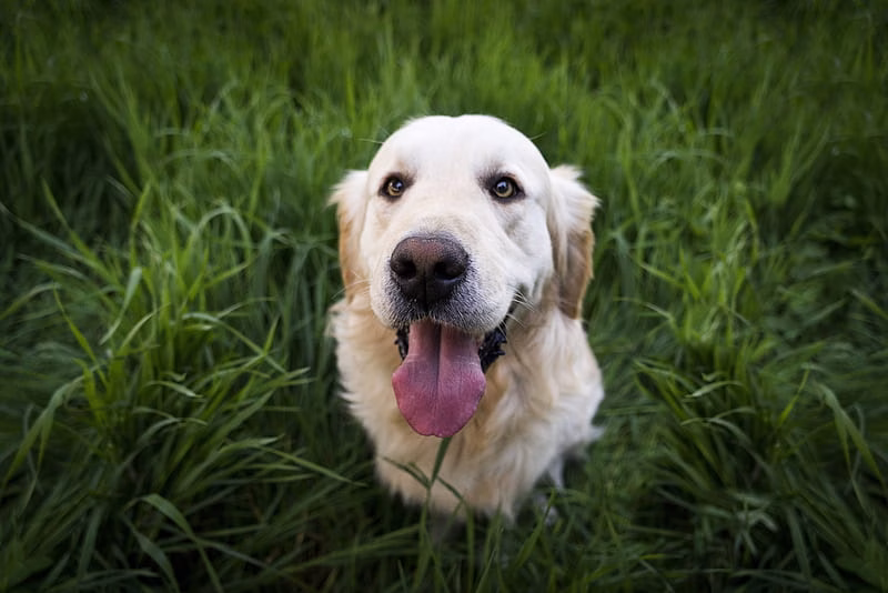 HD-wallpaper-golden-labrador-retriever-labrador-retriever-dog-animals