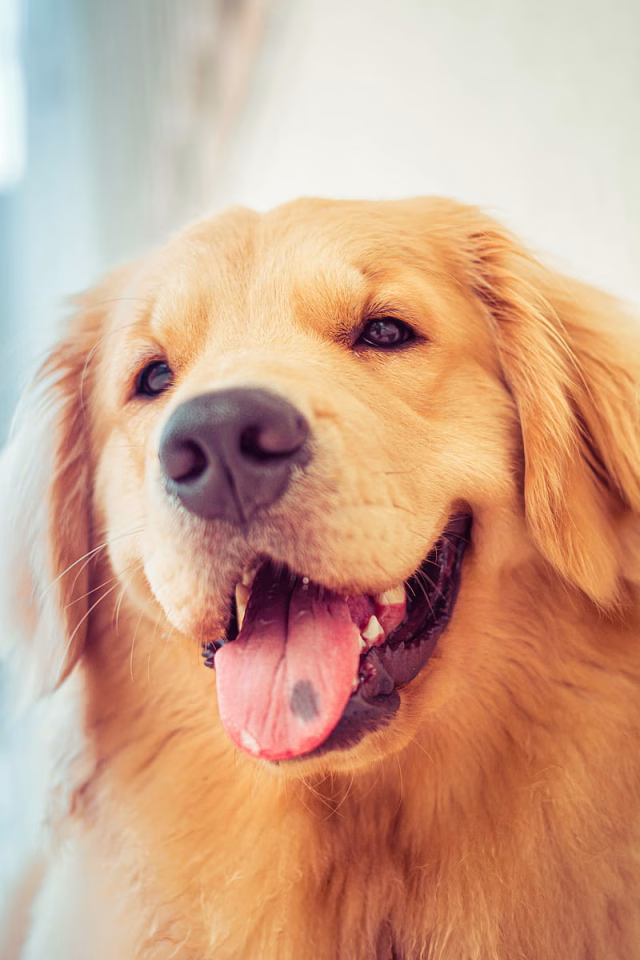 HD-wallpaper-golden-retriever-animal-cachorro-dog