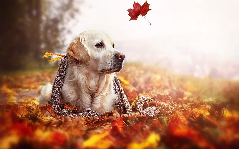 HD-wallpaper-golden-retriever-autumn-bokeh-forest-cute-dog-dogs-pets-labrador-golden-retriever-dog