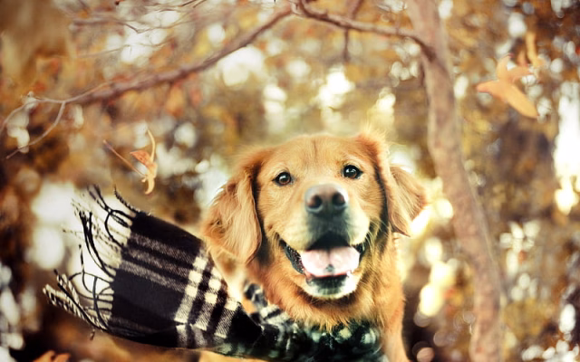 HD-wallpaper-golden-retriever-autumn-labrador-dogs-forest-pets-cute-dogs-golden-retriever-dog