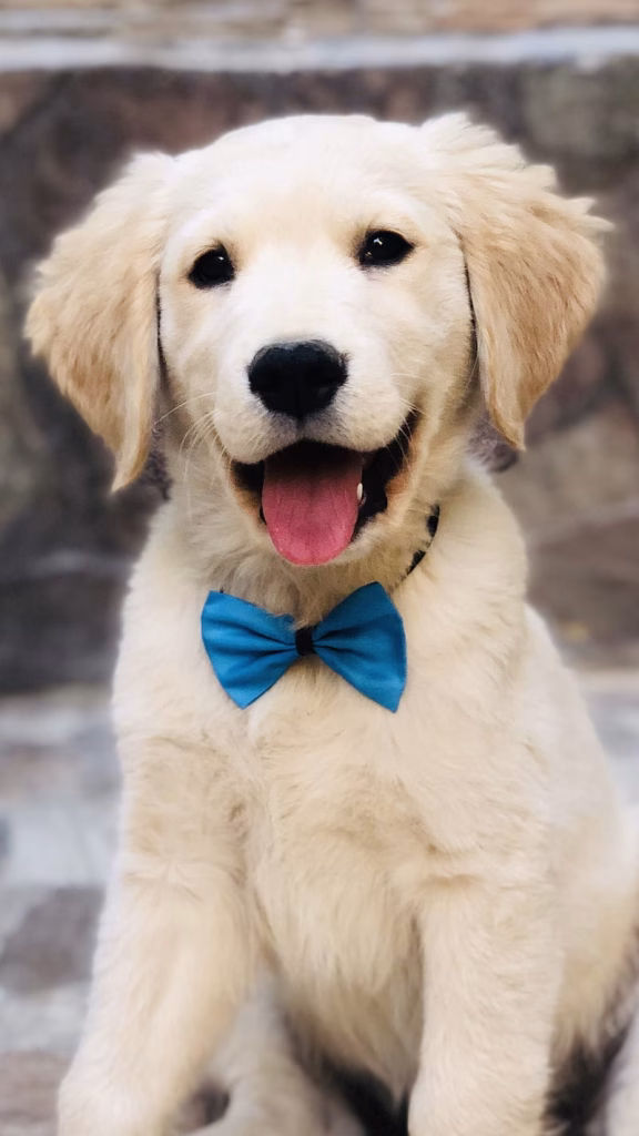 Golder Retriever