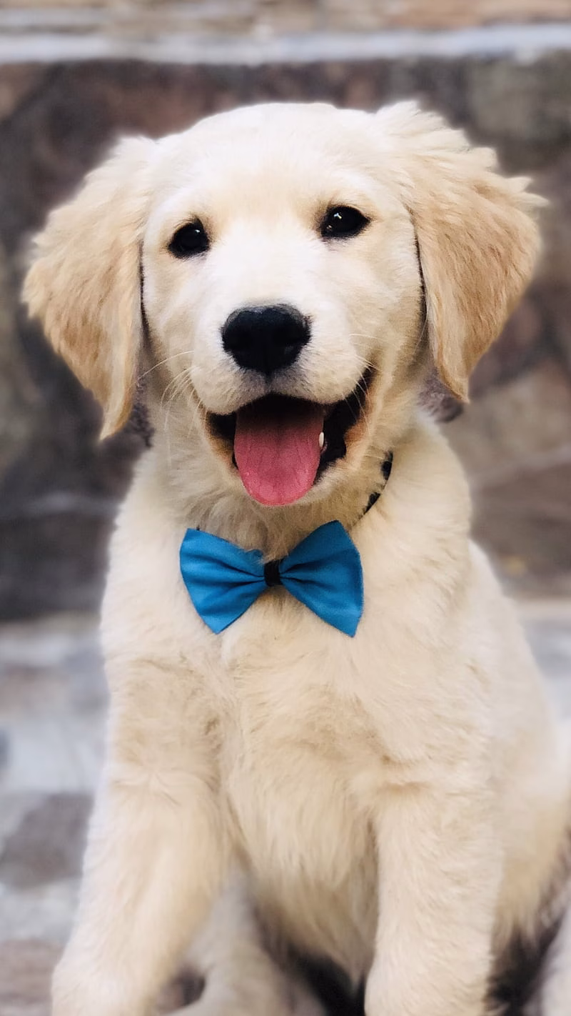 HD-wallpaper-golden-retriever-barking-dog-dogs-pastor-perro-puppy