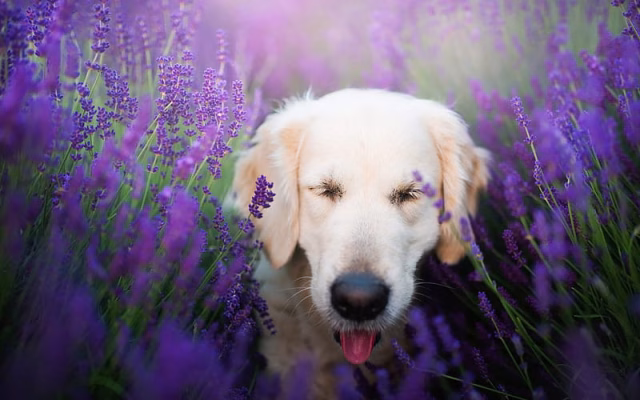 HD-wallpaper-golden-retriever-beige-cute-dog-pets-dogs-cute-animals-labrador-lavender-field-purple-flowers