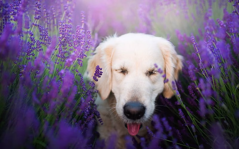 Golder Retriever