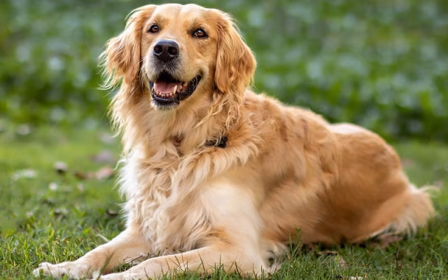 HD-wallpaper-golden-retriever-big-brown-dog-cute-animals-labrador-pets-dog-on-the-grass