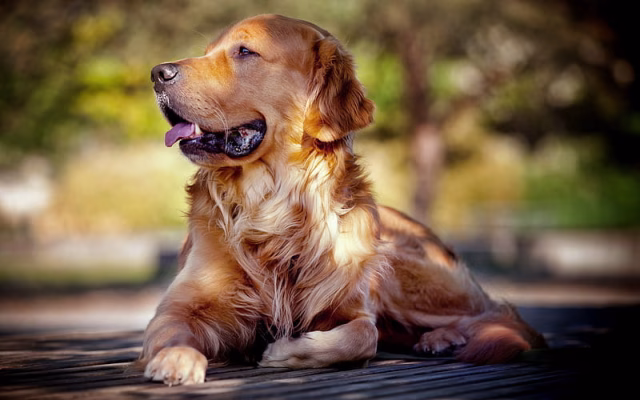 HD-wallpaper-golden-retriever-blur-labradors-dogs-pets-cute-dogs-golden-retriever-dog
