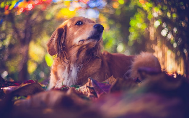 HD-wallpaper-golden-retriever-bokeh-labrador-dogs-autumn-forest-pets-cute-dogs-golden-retriever-dog