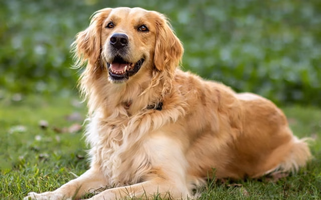 HD-wallpaper-golden-retriever-bokeh-labrador-lawn-dogs-pets-cute-dogs-golden-retriever-dog