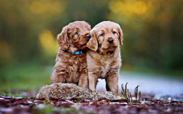 HD-wallpaper-golden-retriever-bokeh-puppies-cute-dogs-pets-small-labradors-dogs-golden-retriever-dog-cute-animals