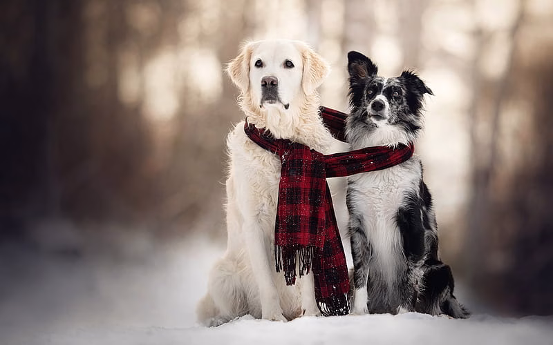Golder Retriever