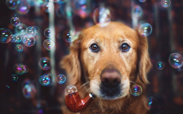 HD-wallpaper-golden-retriever-bubble-blower-close-up-labrador-dogs-sad-dog-pets-cute-dogs-golden-retriever-dog