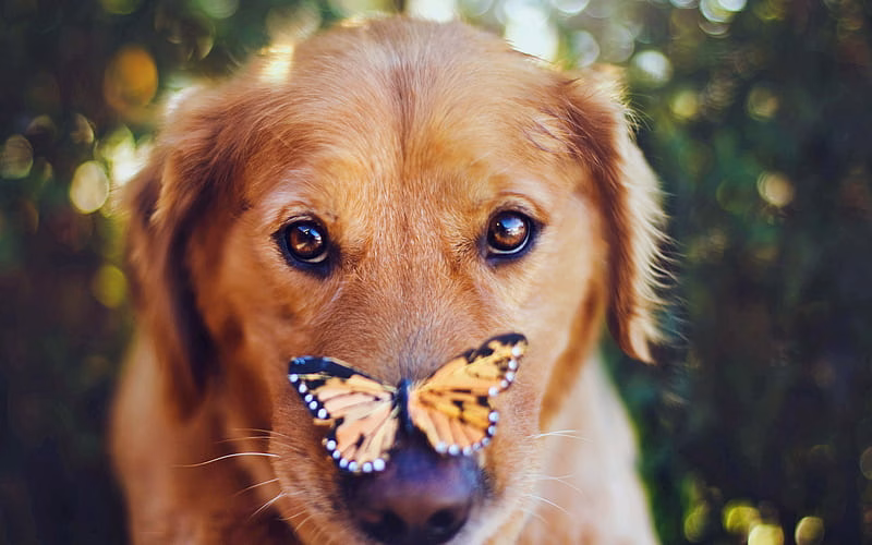 Golder Retriever