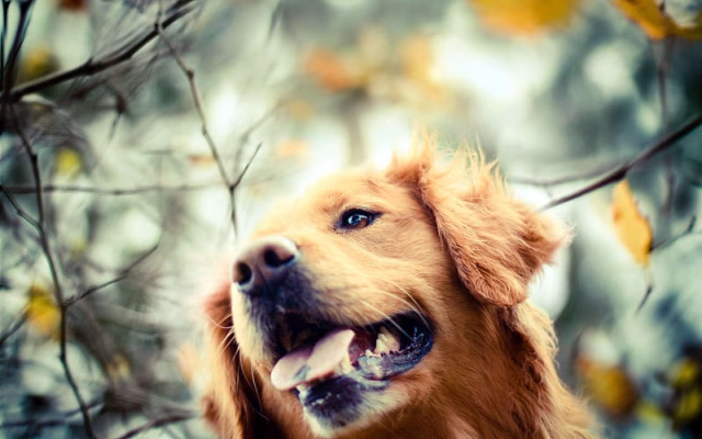 HD-wallpaper-golden-retriever-close-up-labrador-autumn-dogs-pets-cute-dogs-golden-retriever-dogs
