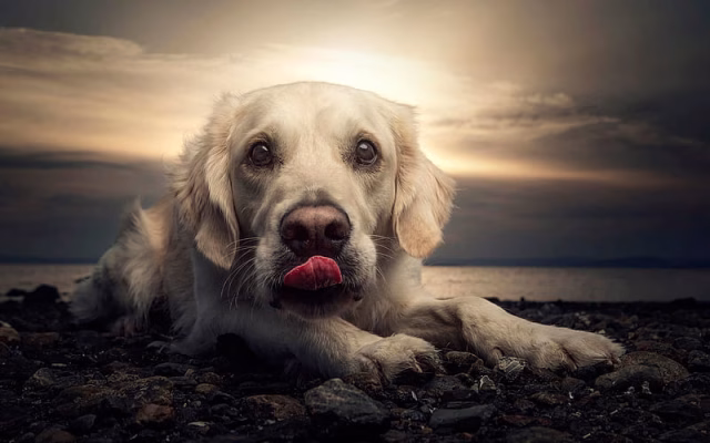 HD-wallpaper-golden-retriever-close-up-labrador-dogs-coast-pets-cute-dogs-golden-retriever-dog