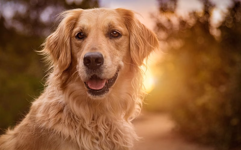 Golder Retriever
