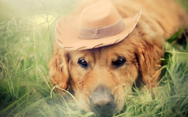 HD-wallpaper-golden-retriever-close-up-lawn-labrador-bokeh-dogs-sad-dog-pets-cute-dogs-golden-retriever-dog