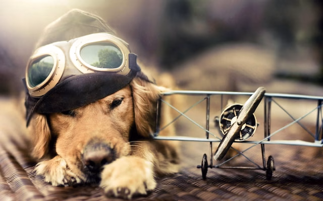 HD-wallpaper-golden-retriever-close-up-puppy-labrador-aviator-bokeh-dogs-sad-dog-pets-cute-dogs-golden-retriever-dog