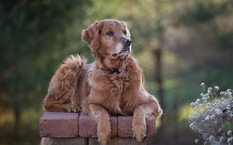 Golder Retriever