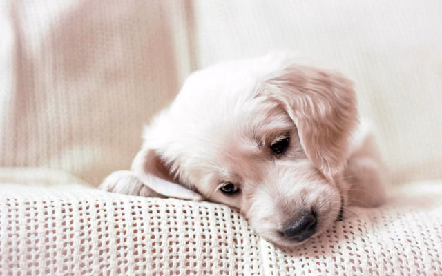 HD-wallpaper-golden-retriever-curly-puppy-labrador-cute-little-dog-beige-dog