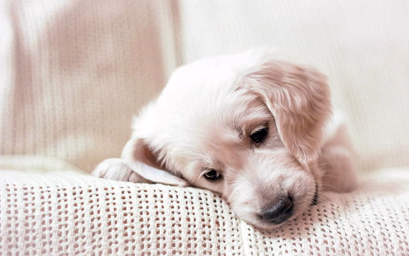 HD-wallpaper-golden-retriever-curly-puppy-labrador-cute-little-dog-beige-dog