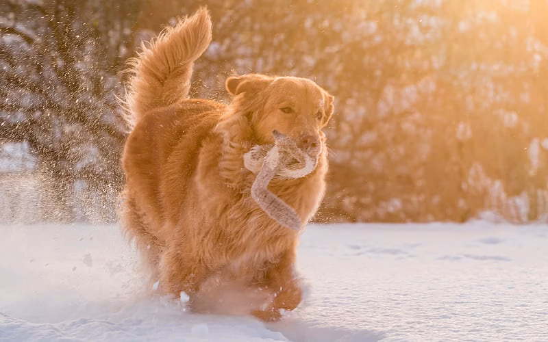 Golder Retriever
