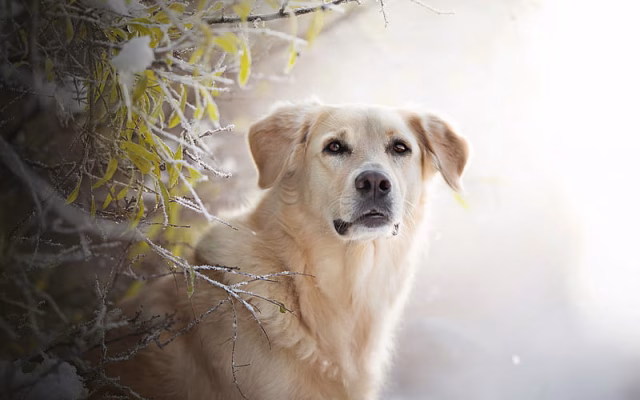 HD-wallpaper-golden-retriever-cute-dog-pets-dog-winter-snow