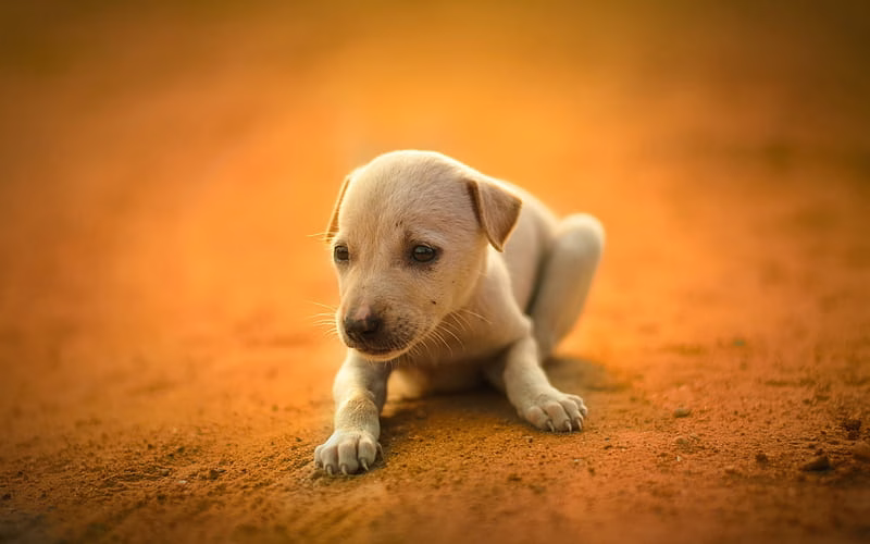 Golder Retriever
