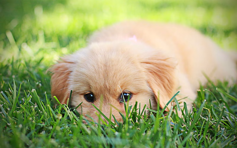 HD-wallpaper-golden-retriever-cute-puppy-labrador-dogs-lawn-pets-cute-dogs-golden-retriever-dog