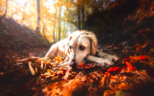 HD-wallpaper-golden-retriever-dog-autumn-labrador-dogs-bokeh-pets-cute-animals-golden-retriever