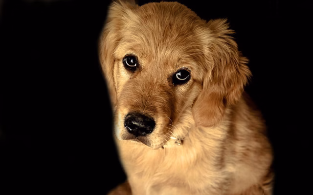 HD-wallpaper-golden-retriever-dog-dog-animal