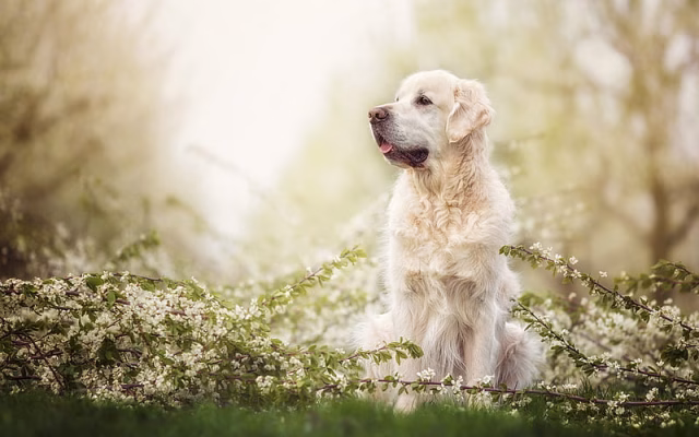 HD-wallpaper-golden-retriever-dog-forest-labradors-dogs-spring-pets-cute-dogs-golden-retriever