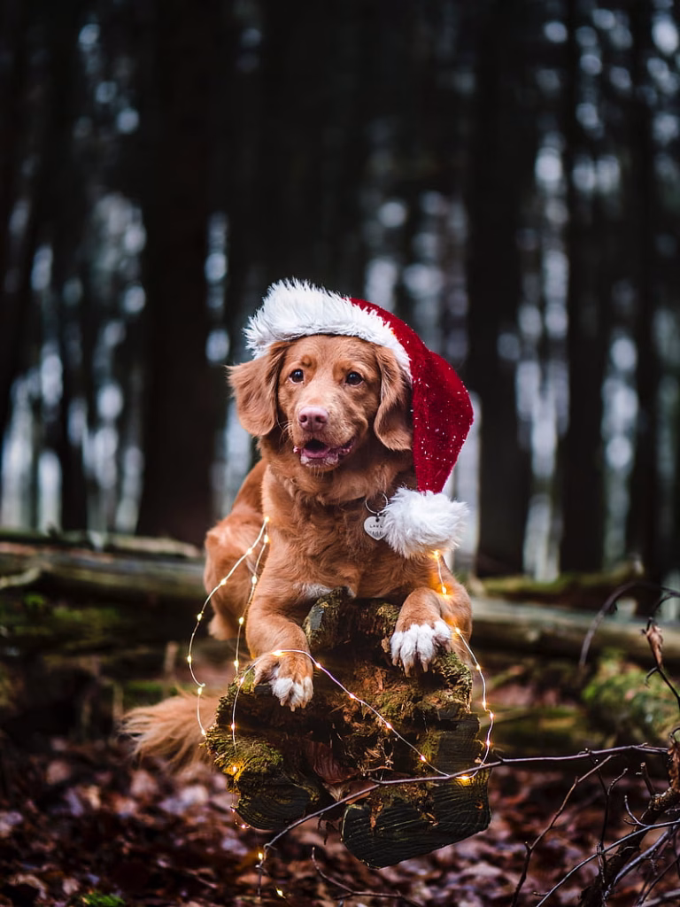Golder Retriever