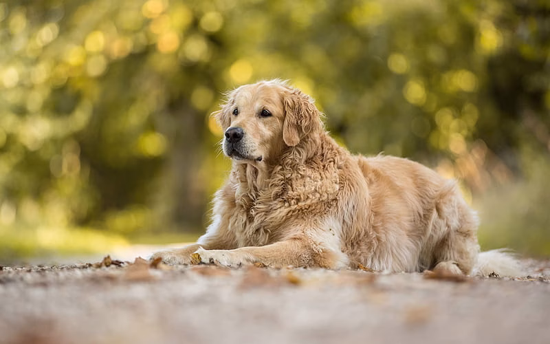 Golder Retriever