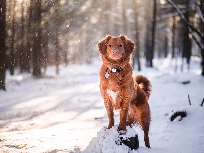 Golder Retriever