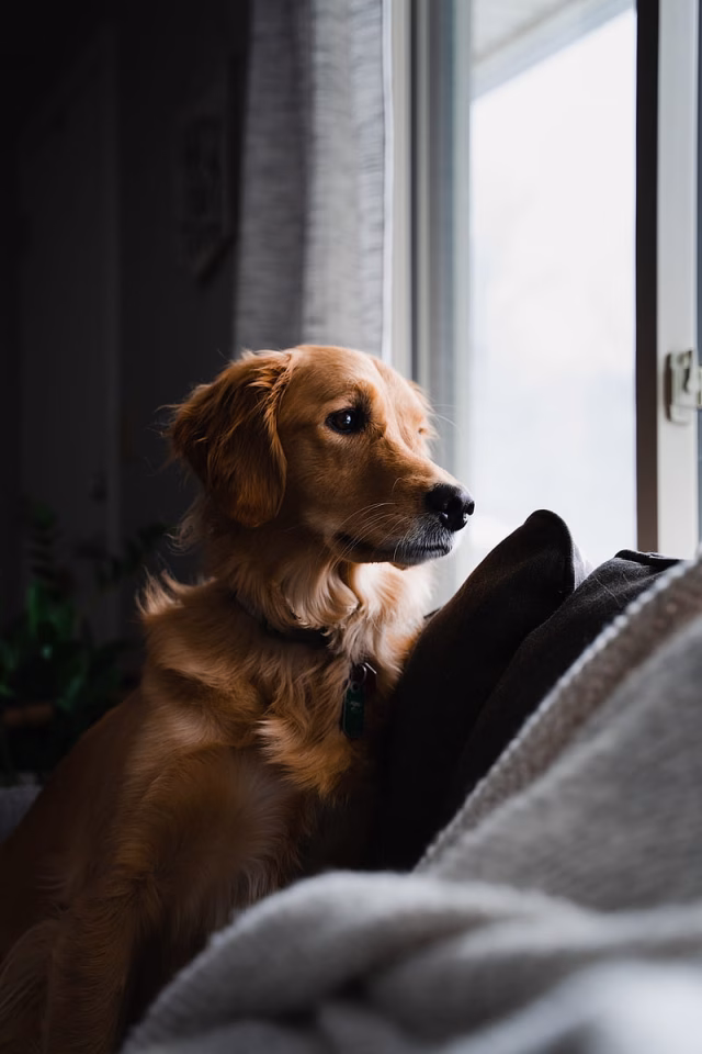HD-wallpaper-golden-retriever-dog-pet-brown-glance