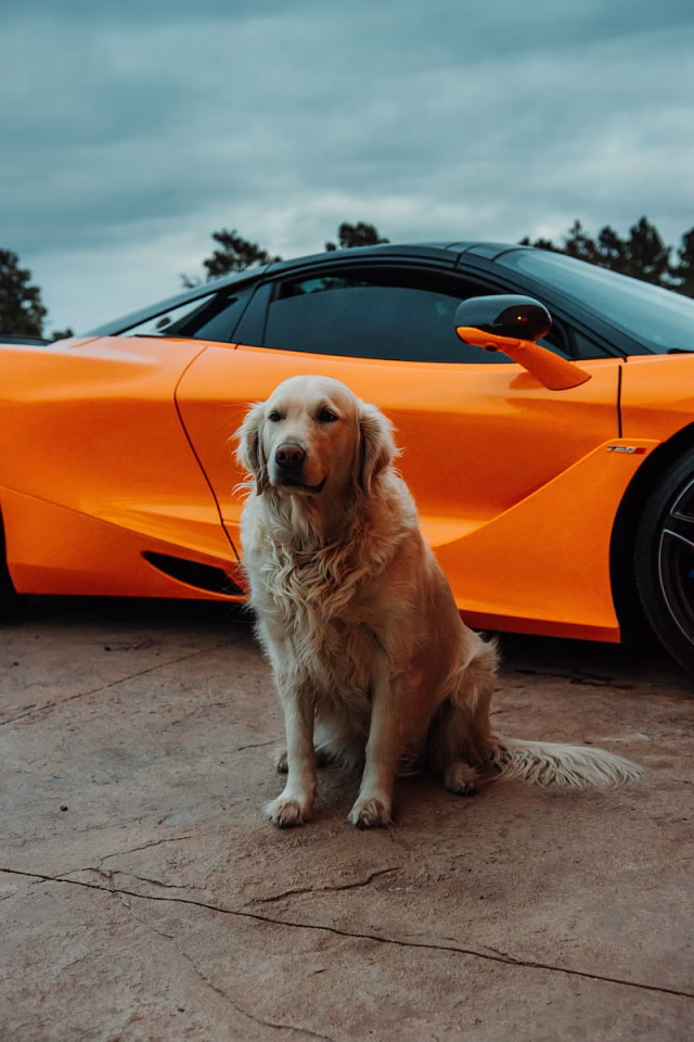 HD-wallpaper-golden-retriever-dog-pet-car