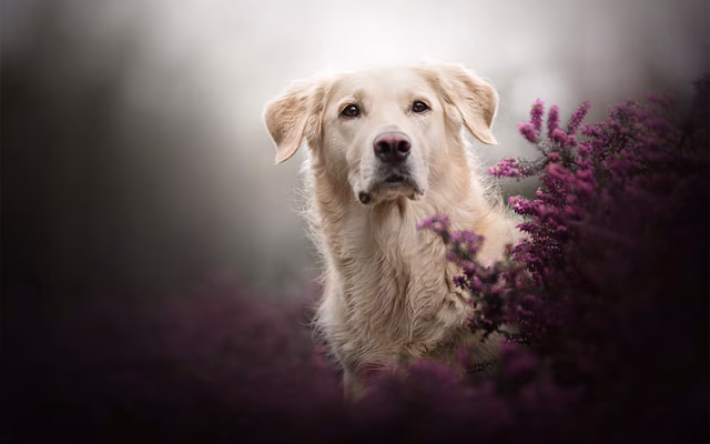 HD-wallpaper-golden-retriever-dog-pets-big-dog-labrador