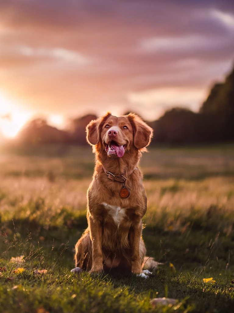 Golder Retriever