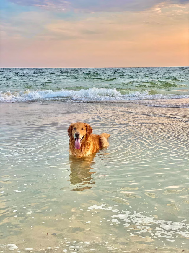 HD-wallpaper-golden-retriever-dog-protruding-tongue-sea-water-pet-brown
