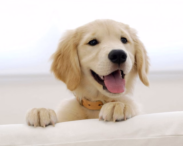 HD-wallpaper-golden-retriever-dog-puppy