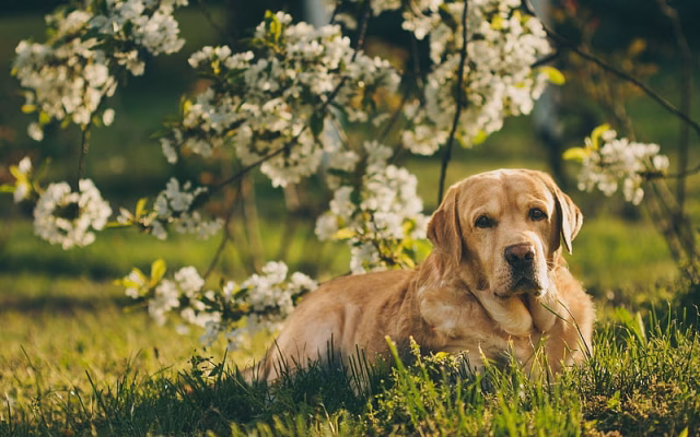 HD-wallpaper-golden-retriever-dog-spring-labrador-dogs-bokeh-pets-cute-animals-golden-retriever