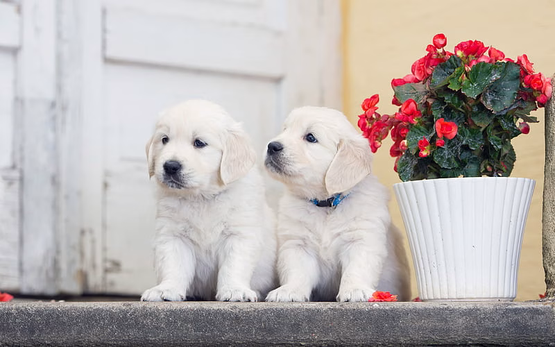 HD-wallpaper-golden-retriever-dogs-labradors-puppies-dogs-pets-friendship-cute-dogs-small-labradors-golden-retriever