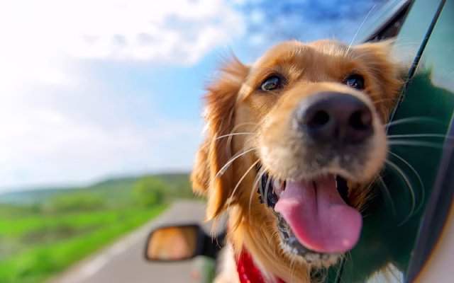 HD-wallpaper-golden-retriever-dogs-travel-concept-pets-cute-animals-labrador