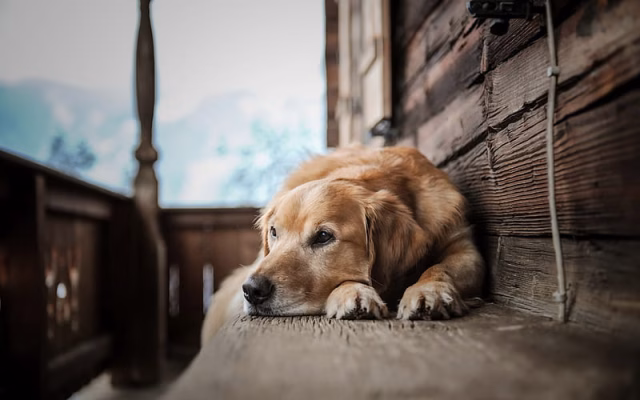 HD-wallpaper-golden-retriever-domestic-dog-brown-dog-labrador-pets-bench