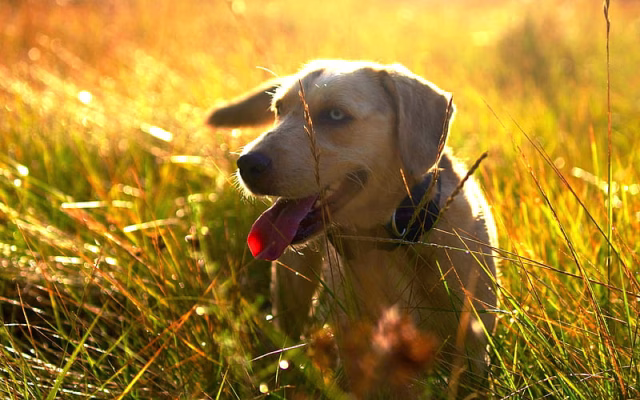 HD-wallpaper-golden-retriever-eadow-puppy-sunset-pets-small-labrador-cute-puppy-dogs-retriever