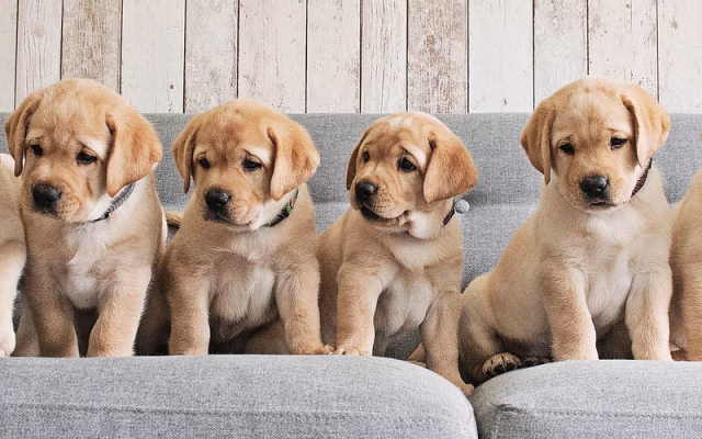 HD-wallpaper-golden-retriever-family-puppies-cute-animals-dogs-pets-labradors-golden-retriever-dog